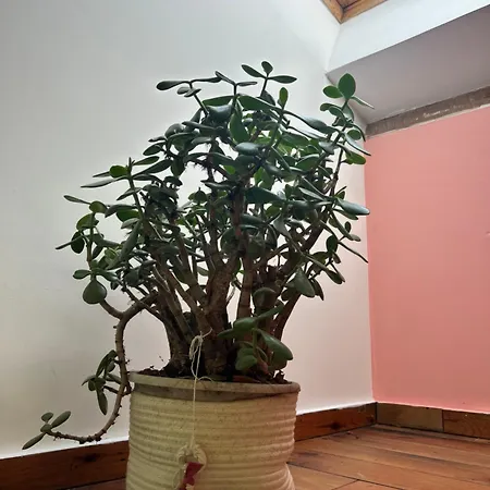 Maisonnette Avec Terrasse De La Bellue Cézac