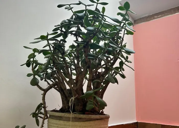 Maisonnette Avec Terrasse De La Bellue Cézac